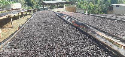 ETHIOPIA Guji Hambela - Fitsum Bekere